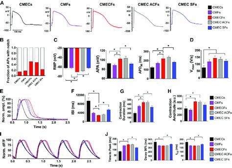 Cardiac Fibroblasts Promote Electrical Maturation And Enhance