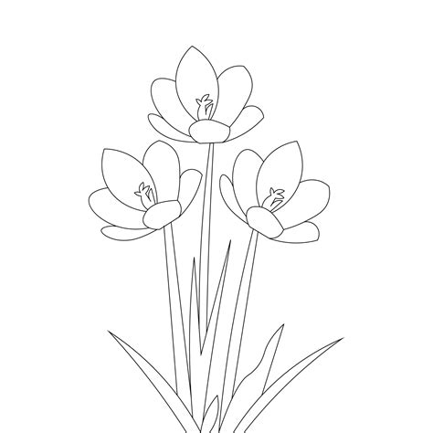 Crocus Flower Pencil Line Drawing Of Vector Graphic Outline On White