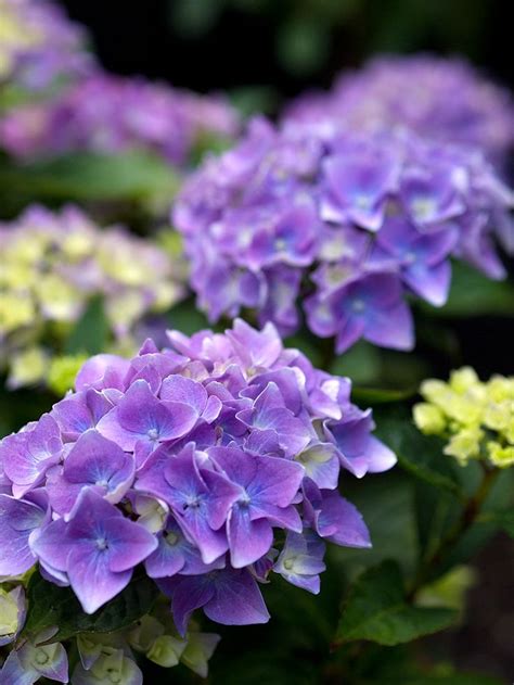 Hydrangea Thiên Nhiên Hoa