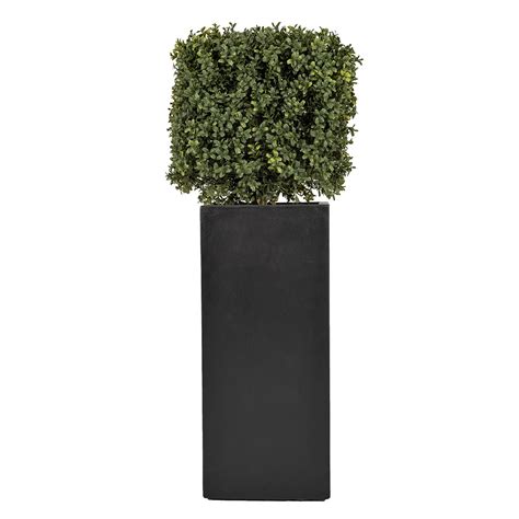 Boxwood Square Topiary Atlas Pots