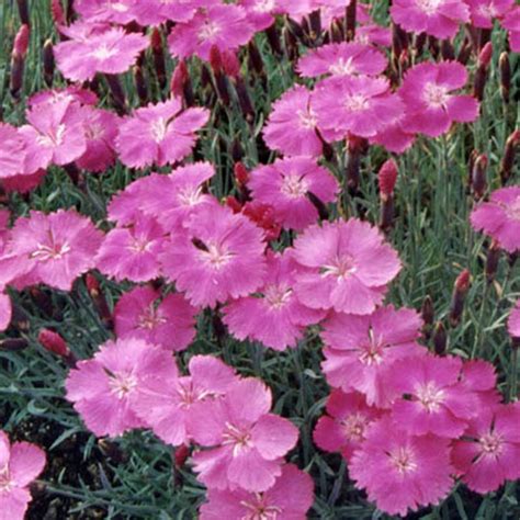 Dianthus Gratianopolitanus Eydangeri Oeillet Vivace à Fleurs Rose Magenta