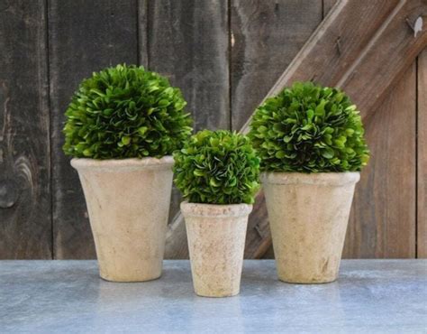 Preserved Boxwoodboxwood Setthinking Of Youboxwood Topiary Set