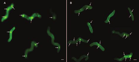 Confocal Immunofluorescence Analysis Of R Rubrum Grown In Dark A And Download Scientific