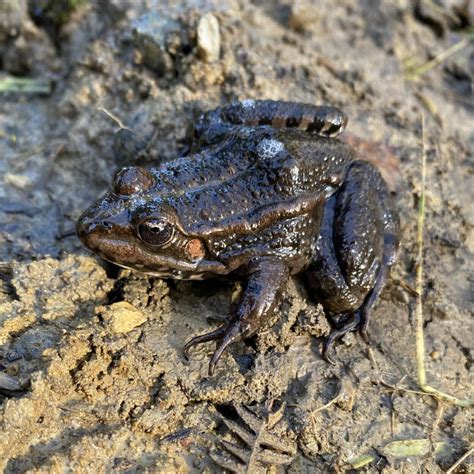 Sauvetage Des Amphibiens De Moras En Valloire Semaine Lpo