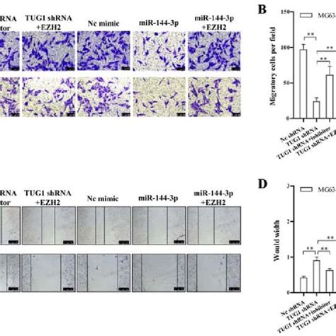 Tug Mir P Ezh Axis Is Critical For Osteosarcoma Cell Migration