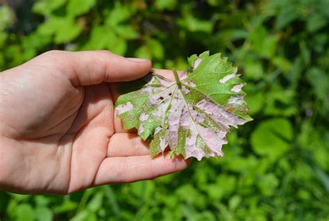 Plasmopara Viticola Symptoms. Close Up on Plasmopara Viticola on the Vine Leaf Stock Image ...