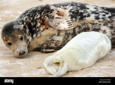 Grey Seals At Horsey Warren In Norfolk The Beach Between Horsey And