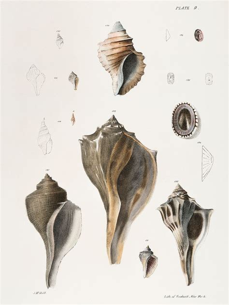 Different types seashells illustration Zoology | Free Photo Illustration - rawpixel