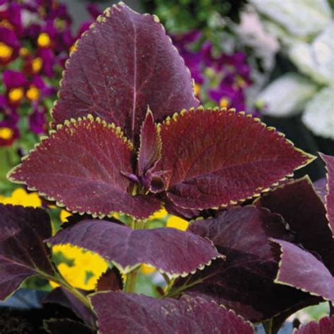 Magma Giant Exhibition Coleus Seeds