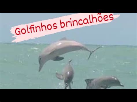 Golfinhos Brincando As Tainhas Na Praia De Ponta Negra Em Natal