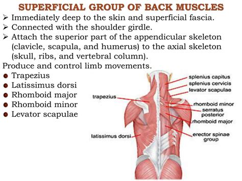 Superficial And Deep Muscles Of The Neck Shoulder And Back Diagram