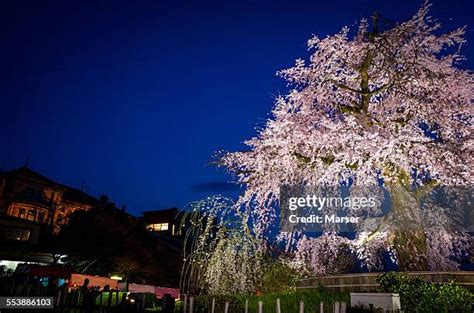 1280 Weeping Cherry Blossom Tree Stock Photos High Res Pictures And