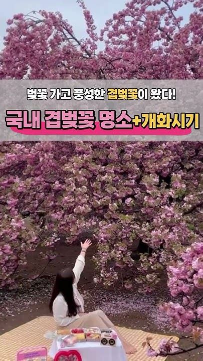 🌸 겹벚꽃 명소 총정리 🌸 Youtube