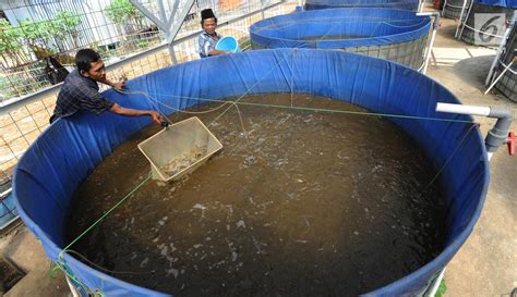 Foto Melihat Budidaya Lele Dengan Metode Probiotik Di Bogor Foto