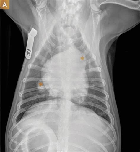 Diagnosing And Treating Heartworm Infection In Dogs