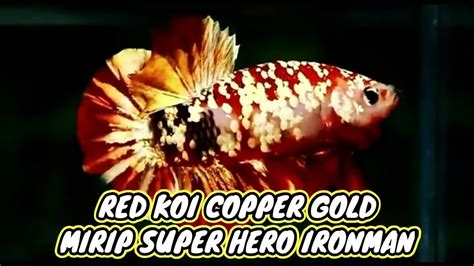 Ikan Cupang Yang Mirip Ironman IKAN CUPANG RED KOI COPPER GOLD YouTube