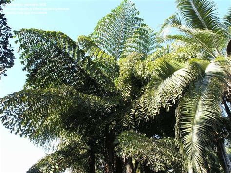 Plantfiles Pictures Caryota Species Giant Fishtail Palm Mountain