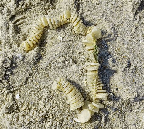 Spring Skate & Whelk Egg Case Hunt — Save Coastal Wildlife