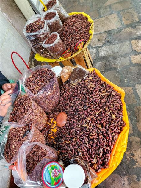 Live Insects In Oaxaca Mexico Anna Sherchand