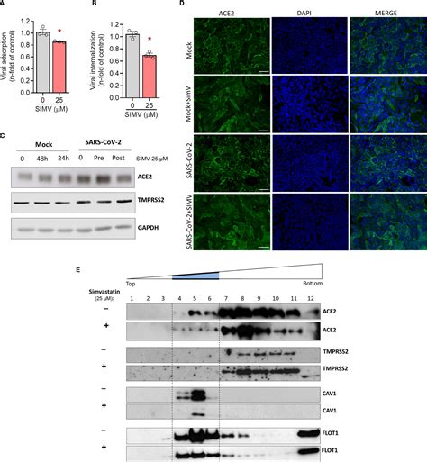 Frontiers Simvastatin Downregulates The Sars Cov Induced