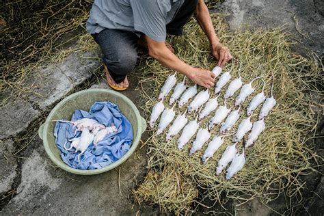 In Vietnam, rats are a popular food—here’s why.