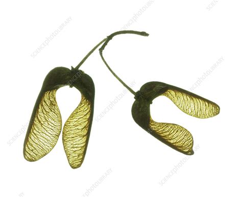 Sycamore seeds - Stock Image - B787/0516 - Science Photo Library