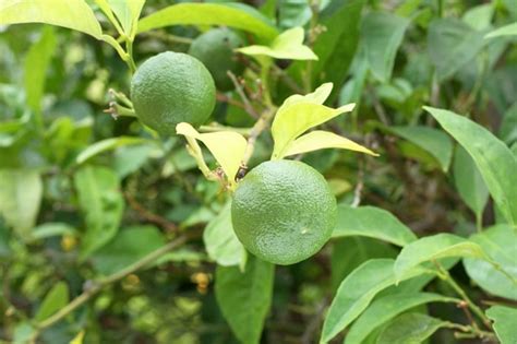 ライムの花言葉｜種類、特徴、色別の花言葉 Lovegreen ラブグリーン