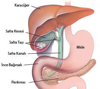 Öd Safra Kesesi Nedir Hastalıkları ve Tedavi Yöntemleri Nelerdir