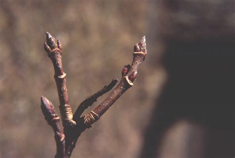 Sugar Maple Branching Pattern