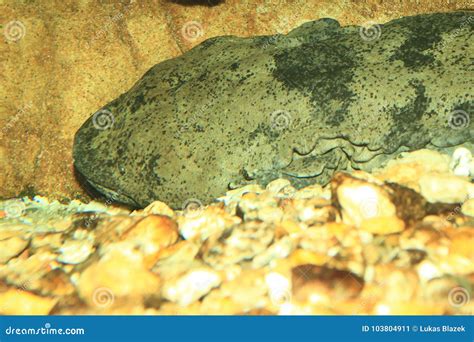 Albino Giant Salamander