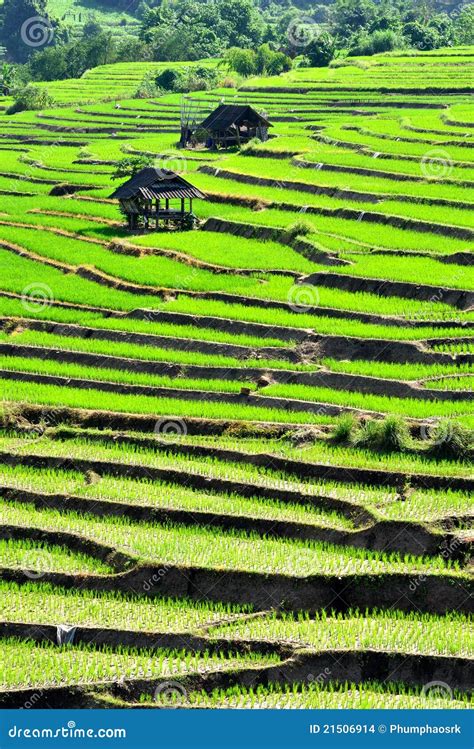 Step Rice Field Stock Photo Image Of Food Travel Rural 21506914