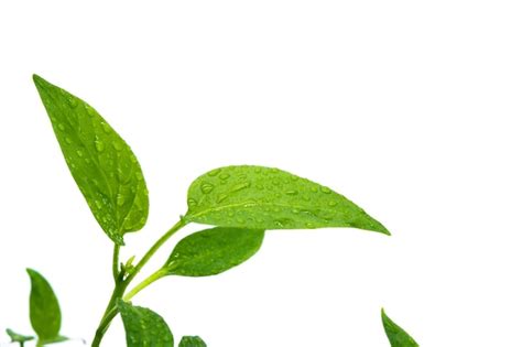 Premium Photo View Of A Young Sweet Pepper Plant On A White Background