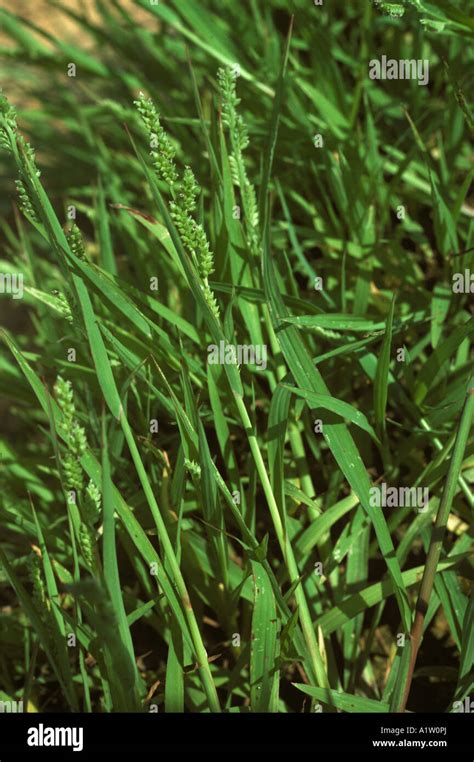 Awnless barnyardgrass jungle rice Echinochloa colonum flowering grass weed Stock Photo - Alamy