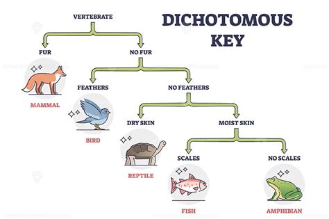 Dichotomous Key Worksheet