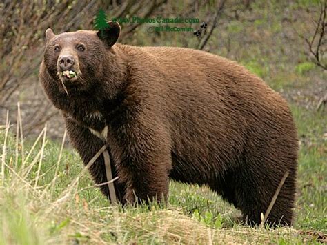 PhotosCanada.com Gallery :: Cinnamon Bear, Tweedsmuir Park, British ...