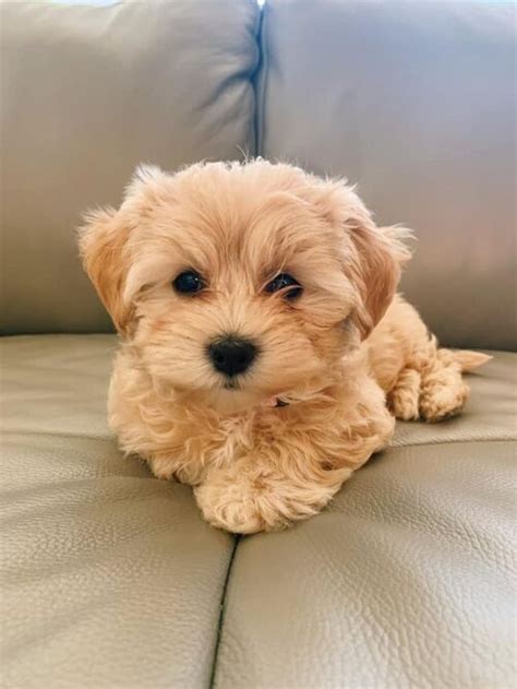 Cream Maltipoo Puppies