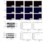 SciELO Brasil Cyanidin 3 O Glucoside Plays A Protective Role