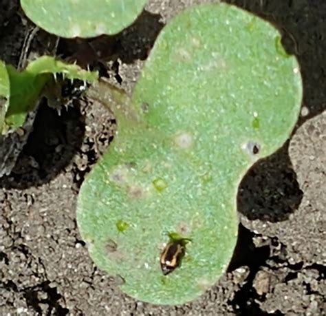 Flea Beetles Defoliating Canola In South Dakota