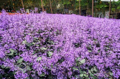 Lavender Garden @ Cameron Highlands, Pahang - Crisp of Life - Penang Food & Travel Blogger