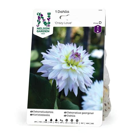 NELSON GARDEN Dahlia Dekorativ Crazy Love BondeKompaniet