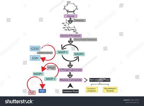 32 Glucose 6 Phosphate Dehydrogenase Deficiency Images, Stock Photos ...