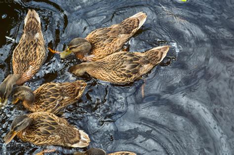 Un Troupeau De Nombreux Beaux Oiseaux Aquatiques Sauvages De Canards