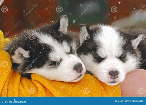 Cute Huskies Puppies Sleeping