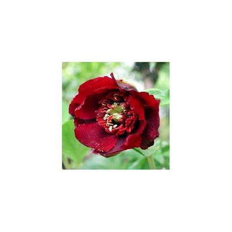 Paeonia Delavayi Buske Home Garden Amba Garden Home And Garden