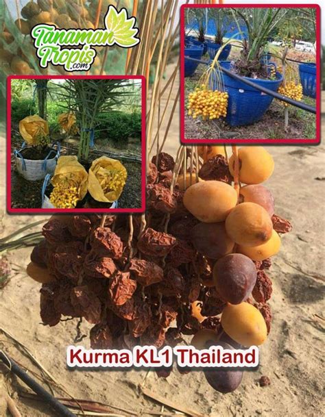 Jual Bibit Tanaman Kurma Kl Kurma Tropis Thailand Asli