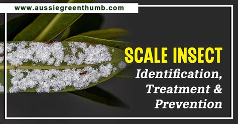 Scale Insect Identification Treatment And Prevention