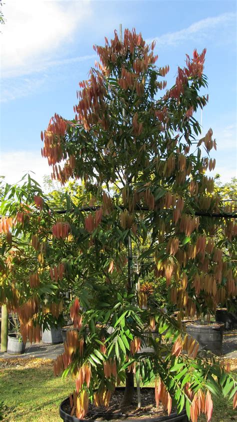 Mesua Ferrea Ironwood Tree Mesua Ferrea Ironwood Tree Flickr