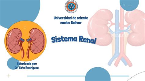 Examen Funcional Del Sistema Renal Mariagabriela Custodio Udocz