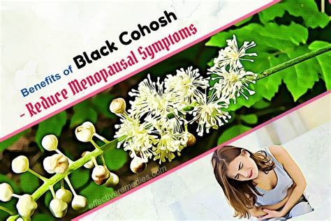 Top 21 Health Benefits Of Black Cohosh Uses And Side Effects