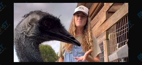 TikTok Famous Emmanuel The Emu Is Recovering After Avian Flu Scare